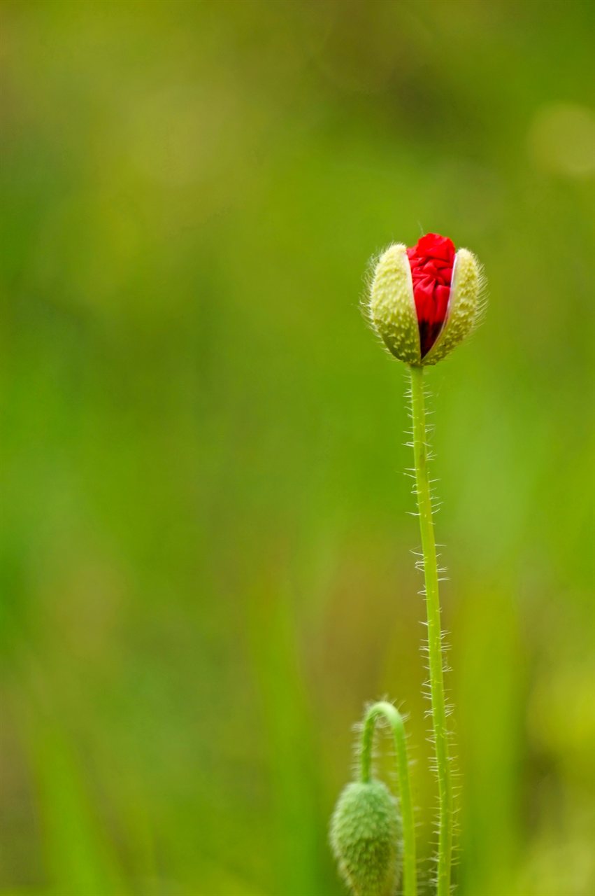 A red flower bud on green